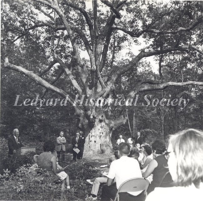 225632-Ledyard Oak1.jpg